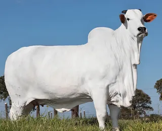 Vaca mais cara do mundo é brasileira e foi vendida por R$ 21 milhões