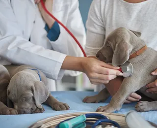 Veterinária legal