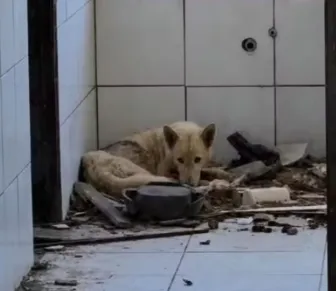 Adolescente é apreendido por maus-tratos a cães na Bahia