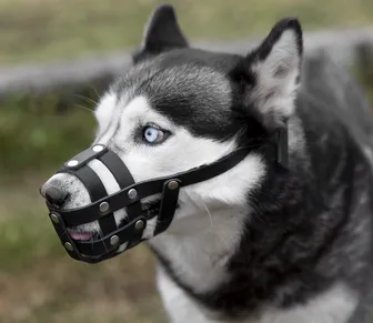 Cachorros podem ser obrigados a usar focinheira no Brasil