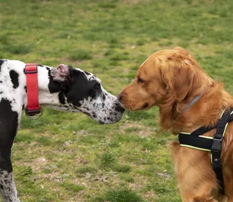 Como saber se o cachorro está brincando ou começando uma briga?