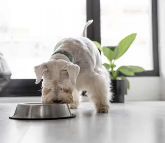 Essa alimentação pode transformar a saúde do seu cachorro
