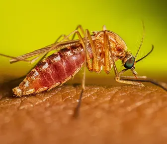 Febre do Nilo Ocidental: vírus letal chega ao Brasil e acende alerta