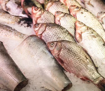 Pele de peixe vira curativo e terá fábrica de R$ 52 milhões no Brasil