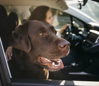 Uber Pet e mais: conheça os apps de transporte ideais para o seu “bichinho”