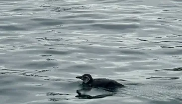Encontrou um animal marinho na praia? Saiba como agir
