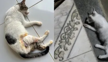 Gatos são achados mortos e moradores denunciam envenenamento na Bahia