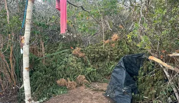 Polícia Civil apreende 1,5 tonelada de maconha na Chapada Diamantina