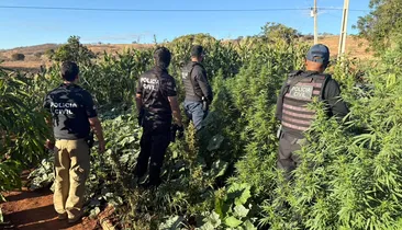 Prejuízo de R$ 500 mil: 100 pés de maconha são erradicados na Bahia