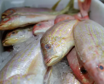 De peixes a pneus: como tarifaço aperta principais setores da Bahia