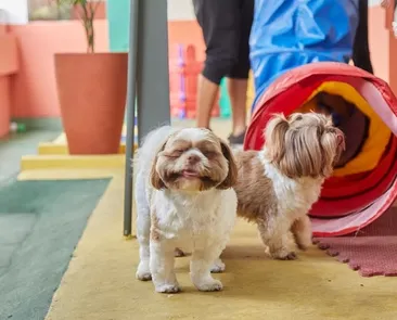 Viajou? Confira locais em Salvador para deixar seu pet em segurança