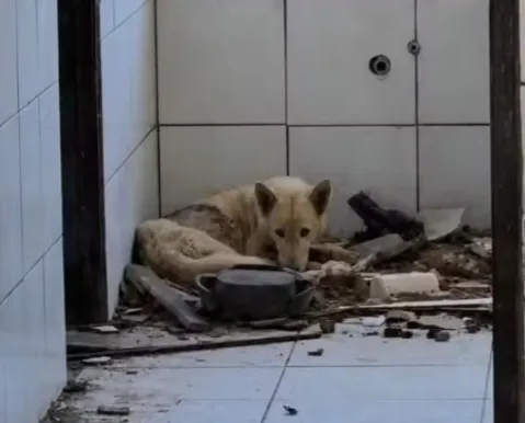 Adolescente é apreendido por maus-tratos a cães na Bahia - Imagem