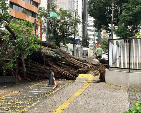 Árvore de grande porte cai e deixa moradores da Graça sem energia