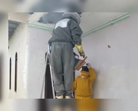Ataque de abelhas deixa idosa ferida em cidade baiana - Imagem