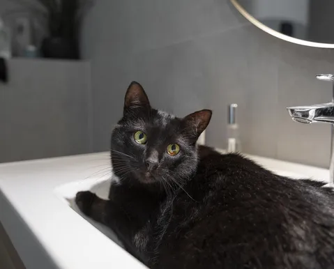 Banho em gatos: descubra se essa prática é realmente necessária