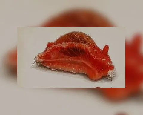 Biólogo batiza nova espécie de molusco em homenagem ao goleiro Vozinha - Imagem