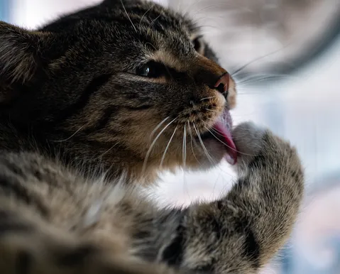 Bolas de pelo em gatos: hábito pode se agravar durante o inverno