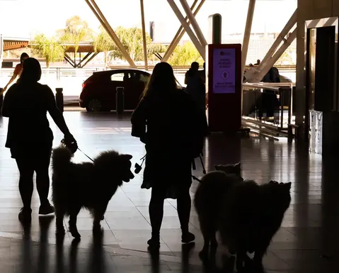 Cachorro não vê em preto e branco; saiba como funciona visão canina - Imagem