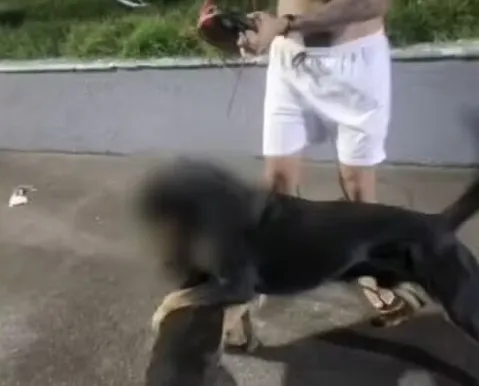 Cães são mortos e moradores denunciam série de ataques de rottweiler em Salvador