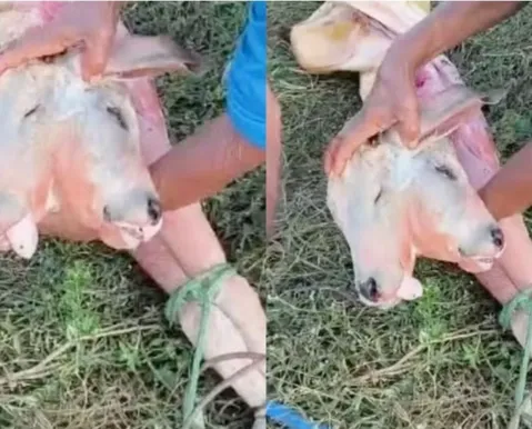 Caso raro: bezerro com duas cabeças nasce em cidade do interior; VÍDEO