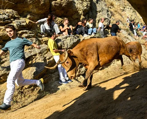 Correia, touros e penhasco: veja imagens do Encierro del Pilón na Espanha