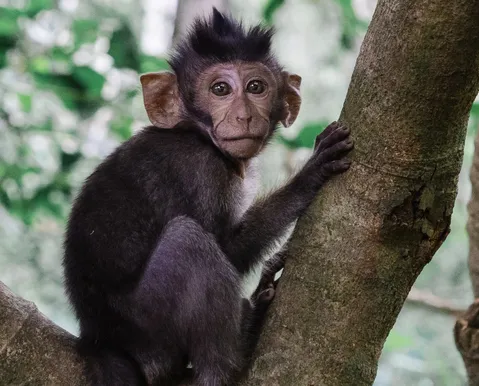 Criança morre ao ser atacada por macaco criado por sua família