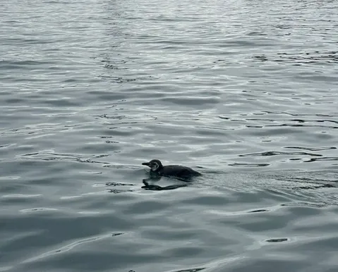Entenda por que pinguins aparecem na Bahia durante o inverno