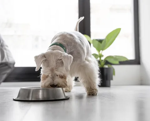 Essa alimentação pode transformar a saúde do seu cachorro