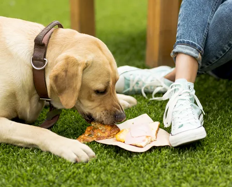 Esse alimento pode estar fazendo mal ao seu cachorro