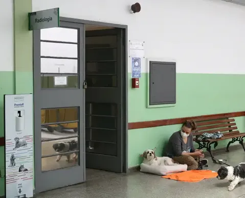 Exercício ilegal da Medicina Veterinária se torna crime no Brasil
