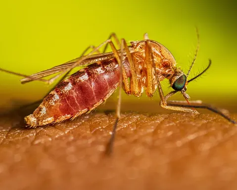 Febre do Nilo Ocidental: vírus letal chega ao Brasil e acende alerta - Imagem