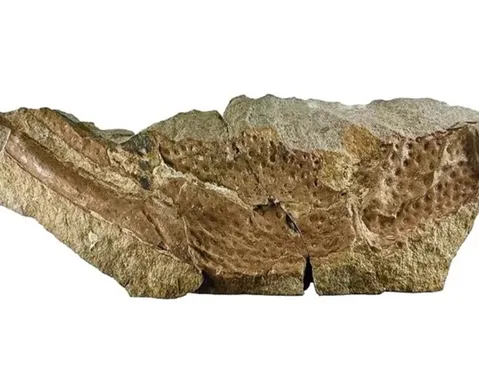Fóssil de escorpião gigante de 415 milhões de anos é achado por cientistas