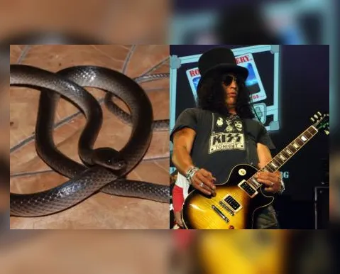 Guitarrista do Guns N' Roses é agraciado com nome em espécie de cobra