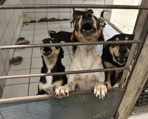 Lei cria site para achar pets perdidos e incentivar adoção de cães e gatos