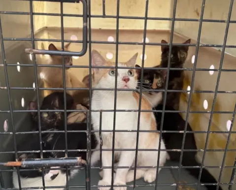 Mais de 50 gatos são resgatados por brasileiros após terremotos na Venezuela - Imagem