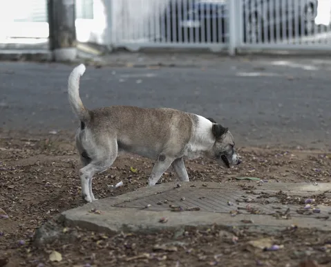 Mulher é proibida de viajar com cachorro em ônibus na Bahia; saiba regras
