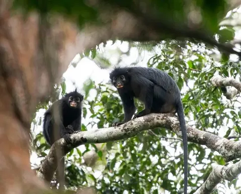 Nova espécie rara de macaco que ‘coaxa’ como sapo é descoberta