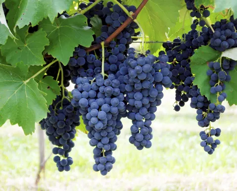 O segredo dos híbridos: como cruzamento de sementes dispara a produtividade