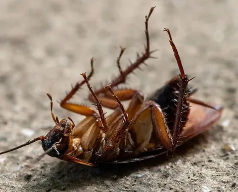 Pavor de barata pode ser fobia? Saiba quando o medo deixa de ser normal - Imagem