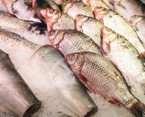 Pele de peixe vira curativo e terá fábrica de R$ 52 milhões no Brasil - Imagem