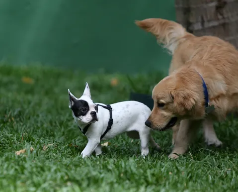 Pets idosos: veja 5 mudanças na rotina que merecem atenção