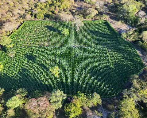 Plantação com 35 mil pés de maconha é destruída na Bahia