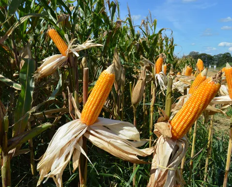 Produtores rurais ganham prazo para se adequar ao CNPJ obrigatório