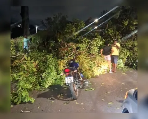 Queda de árvore interdita avenida e deixa feridos no Dique do Tororó - Imagem