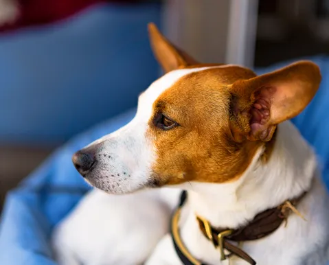 Saiba se castrar o cachorro na idade adulta faz mal ao seu pet