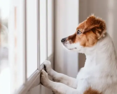 Seu pet passa o dia sozinho em casa? Saiba 5 riscos graves que ele corre