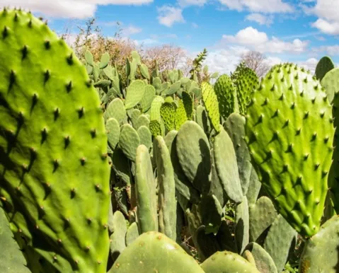 Tecnologia cria 'mar verde' contra a seca no sertão da Bahia - Imagem