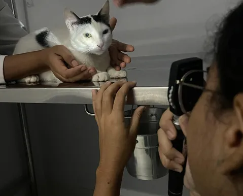 Universidade realiza mutirão de prevenção a doenças oculares em cães e gatos