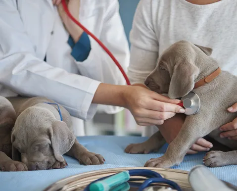 Veterinária legal
