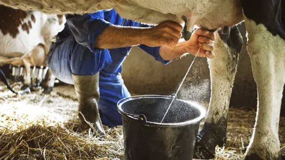 Produção de leite cresce, mas de ovos cai na Bahia